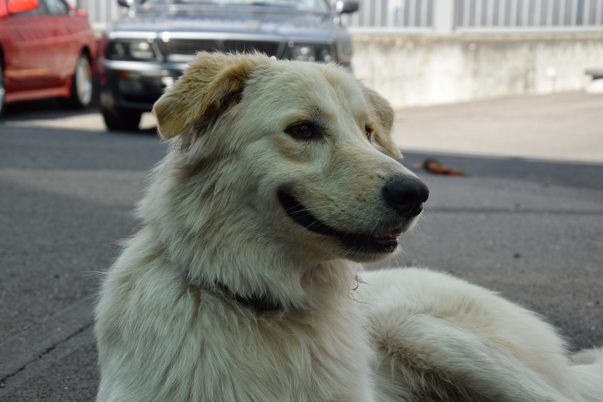 Orso